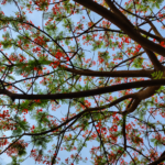Lush and blooming canopy of the Gulmohar standing sentinel in the Gulmohar Ground behind the school building in the Shahbaaz campus.